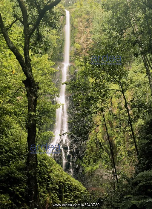 : Costa Rica, Cocos Island, Wafer Bay Waterfall : Costa Rica, Cocos Island, Wafer Bay Waterfall