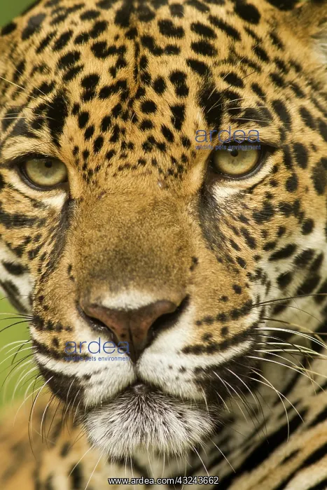 : Costa Rica. Jaguar (Panthera onca) portrait : Costa Rica. Jaguar (Panthera onca) portrait