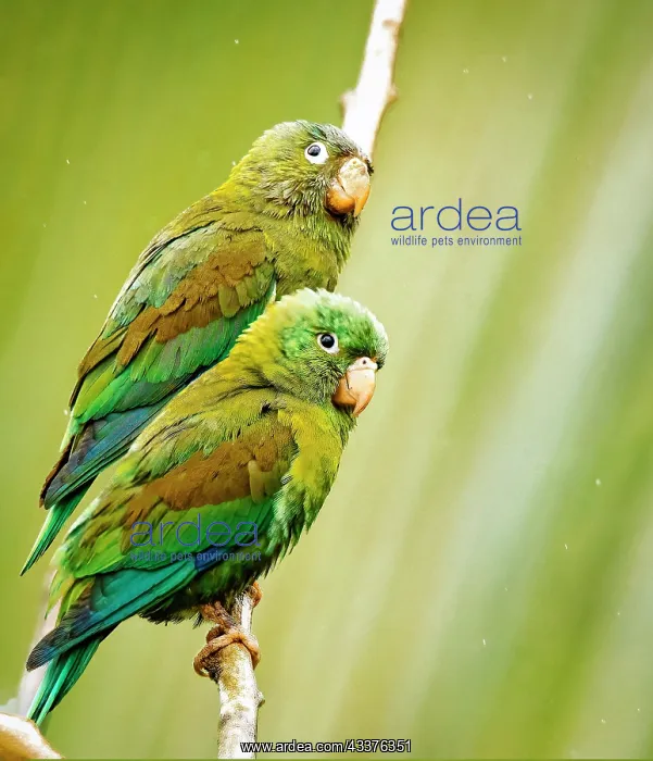 : Costa Rica, parakeet perched : Costa Rica, parakeet perched