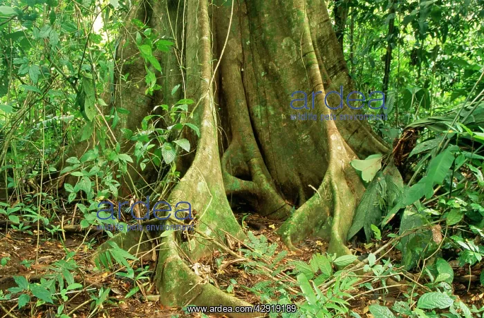  : Costa Rica RAINFOREST - Fig tree, butress roots
