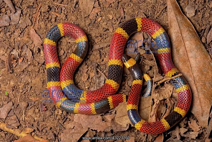 : Costa Rican Coral Snake (Micrurus mosquitensis) : Costa Rican Coral Snake (Micrurus mosquitensis)