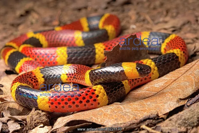 : Costa Rican Coral Snake (Micrurus mosquitensis) : Costa Rican Coral Snake (Micrurus mosquitensis)