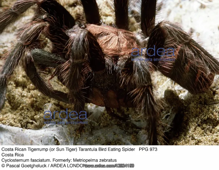 : Costa Rican Tigerrump or Sun Tiger Tarantula / : Costa Rican Tigerrump or Sun Tiger Tarantula /