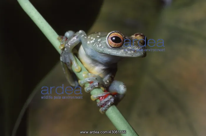 : Costa Rican Tree Frog : Costa Rican Tree Frog