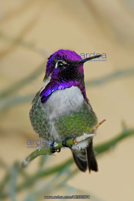 : Costa's Hummingbird : Costa's Hummingbird