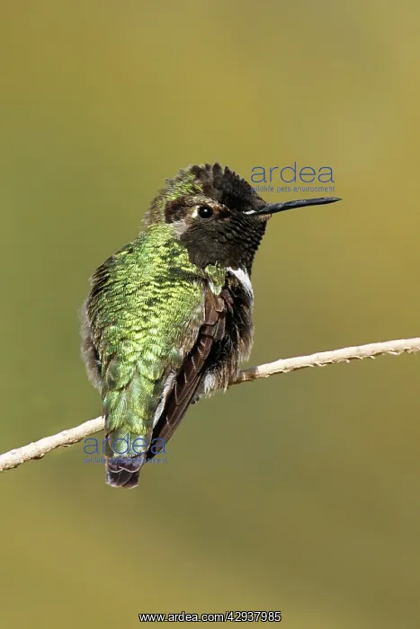 : Costa's Hummingbird : Costa's Hummingbird
