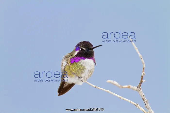 : Costa's Hummingbird : Costa's Hummingbird