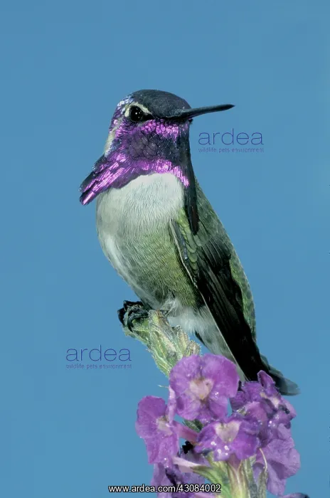 : Costa's Hummingbird : Costa's Hummingbird