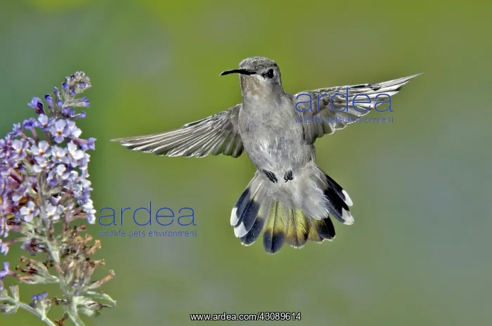 : Costa's Hummingbird : Costa's Hummingbird