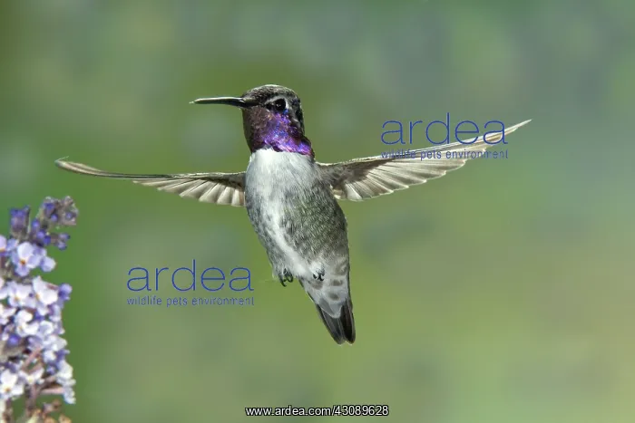 : Costa's Hummingbird : Costa's Hummingbird