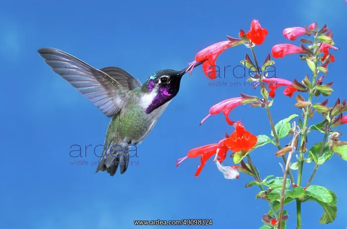 : Costa's Hummingbird : Costa's Hummingbird