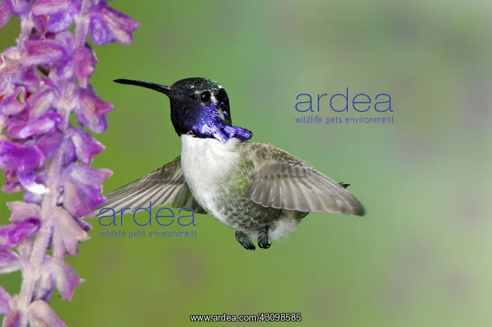: Costa's Hummingbird : Costa's Hummingbird