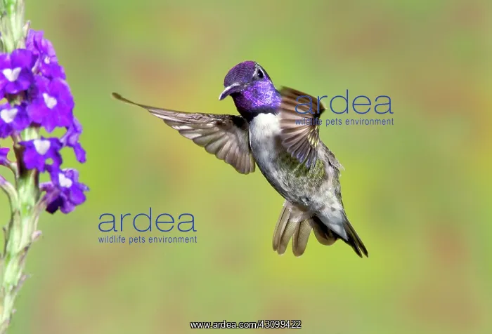 : Costa's Hummingbird : Costa's Hummingbird