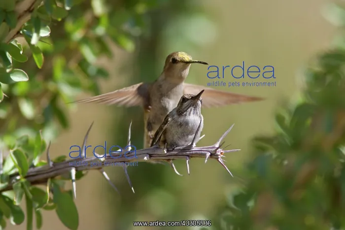 : costas hummingbird - approaching female costa's : costas hummingbird - approaching female costa's