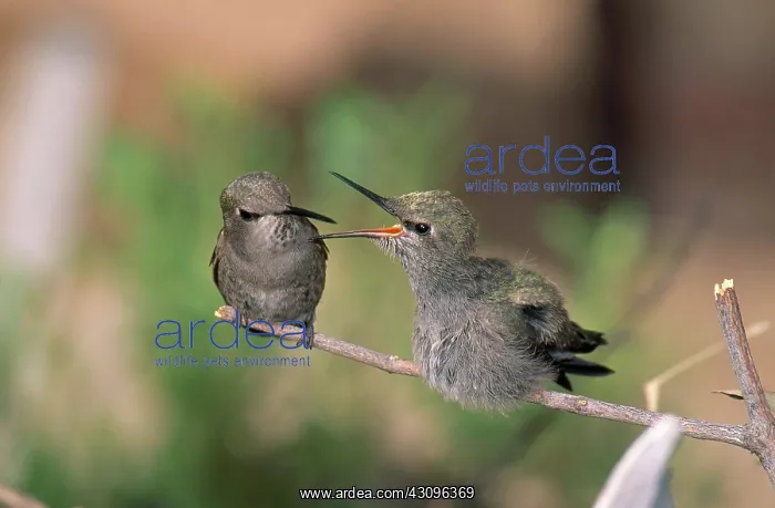 : Costa's Hummingbird feeding young : Costa's Hummingbird feeding young