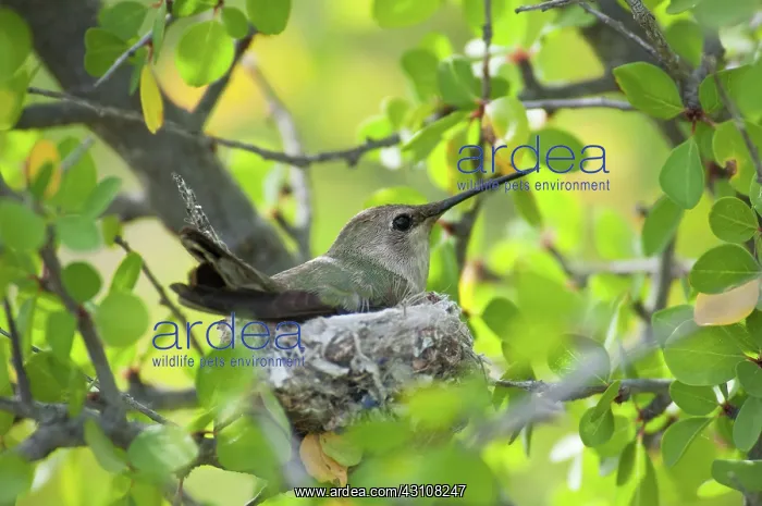 : Costa's Hummingbird on Nest : Costa's Hummingbird on Nest
