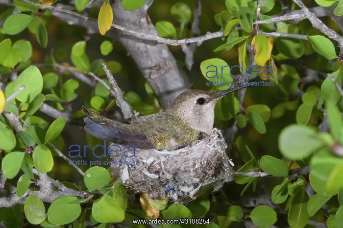 : Costa's Hummingbird on Nest : Costa's Hummingbird on Nest