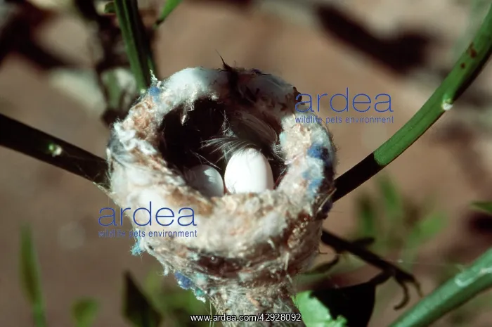 : Costa's Hummingbird Nest & Eggs : Costa's Hummingbird Nest & Eggs