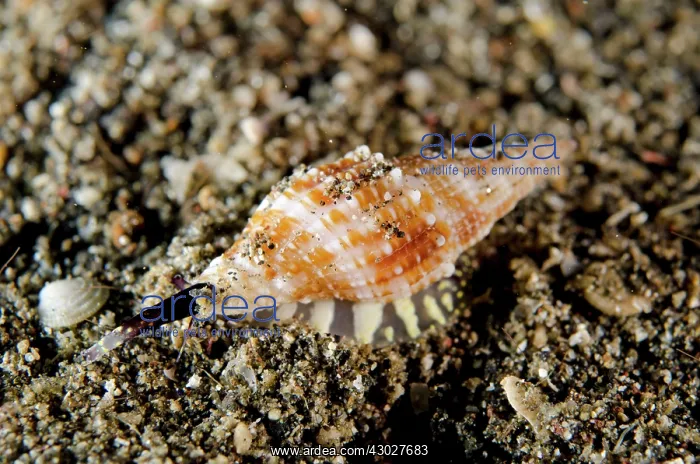 : Costellarid Shell : Costellarid Shell