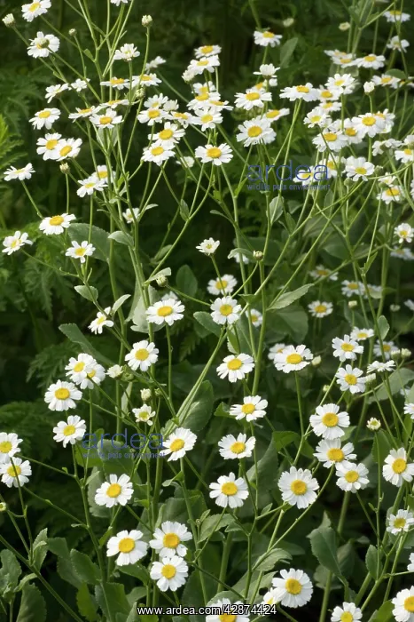 : Costmary / Alecost : Costmary / Alecost
