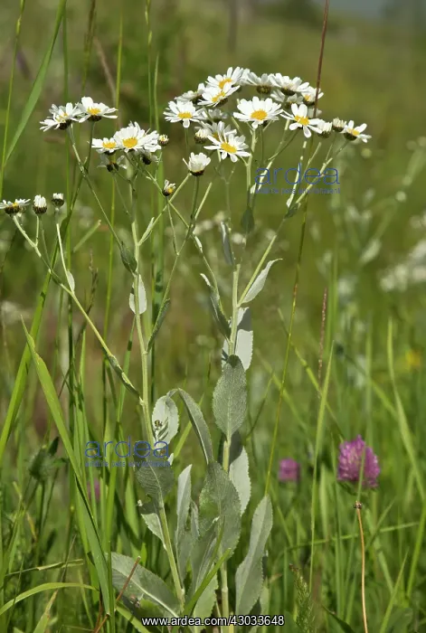 : Costmary / Alecost a medicinal herb wild in Turkey : Costmary / Alecost a medicinal herb wild in Turkey