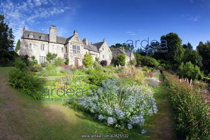 : Cotehele House - Garden - Summer : Cotehele House - Garden - Summer