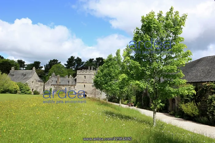 : Cotehele Tudor House : Cotehele Tudor House