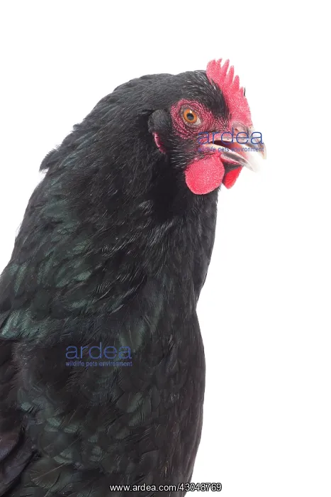  : Cotentine Chicken hen