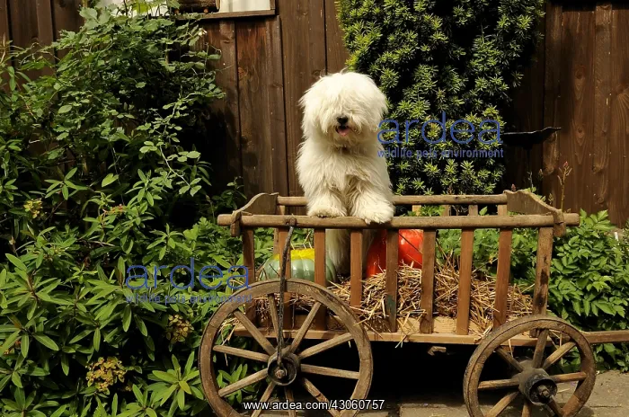 : Coton de Tulear for 10 months in a cart : Coton de Tulear for 10 months in a cart
