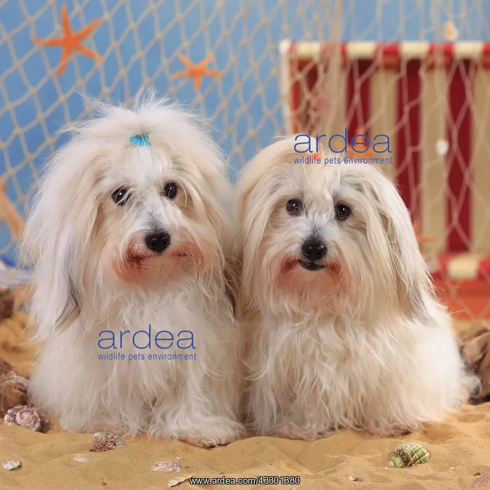 : Coton de Tulear, two bitches sitting next to each : Coton de Tulear, two bitches sitting next to each