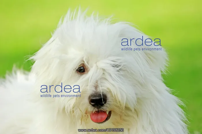 : Coton de Tulear, dog (Canis lupus familiaris), portrait : Coton de Tulear, dog (Canis lupus familiaris), portrait