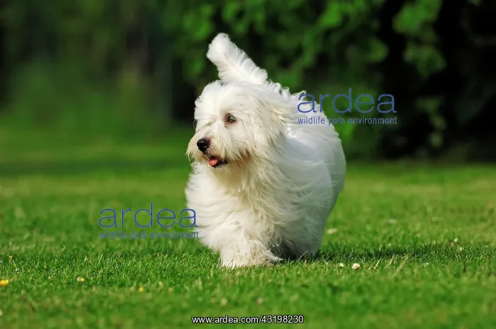 : Coton de Tulear, dog (Canis lupus familiaris) Coton : Coton de Tulear, dog (Canis lupus familiaris) Coton