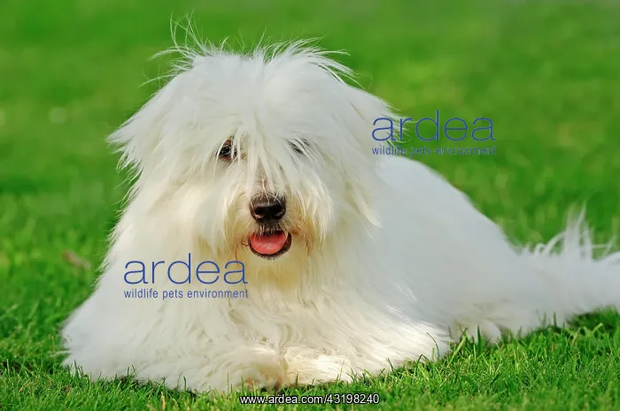 : Coton de Tulear, dog (Canis lupus familiaris) Coton : Coton de Tulear, dog (Canis lupus familiaris) Coton
