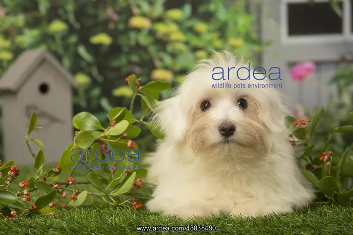  : Coton de Tulear dog outdoors in the garden