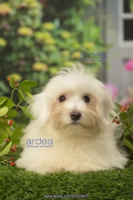  : Coton de Tulear dog outdoors in the garden