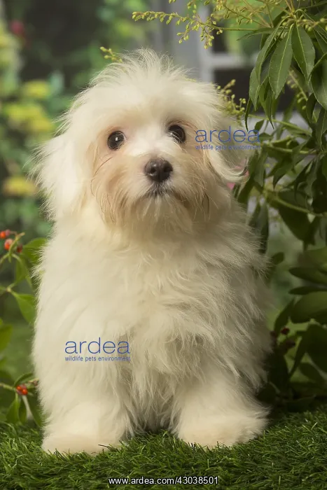  : Coton de Tulear dog outdoors in the garden