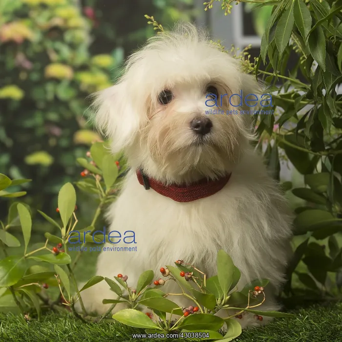  : Coton de Tulear dog outdoors in the garden