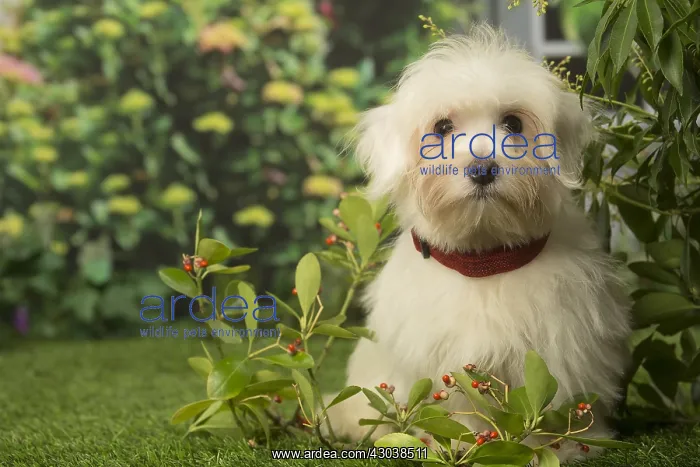  : Coton de Tulear dog outdoors in the garden