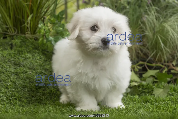  : Coton de Tulear Dog puppy