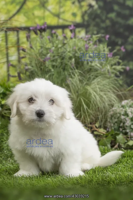  : Coton de Tulear Dog puppy