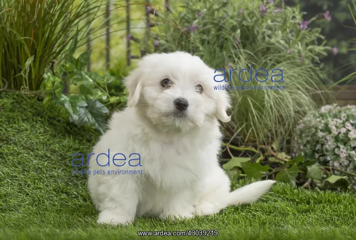  : Coton de Tulear Dog puppy