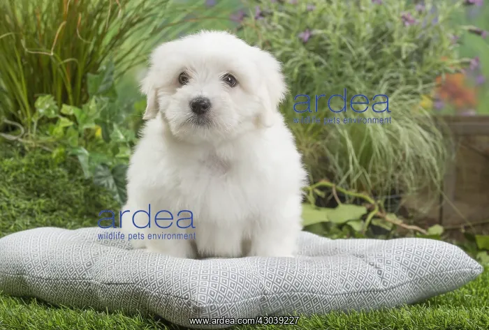  : Coton de Tulear Dog puppy