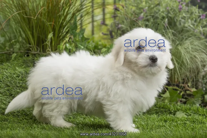  : Coton de Tulear Dog puppy