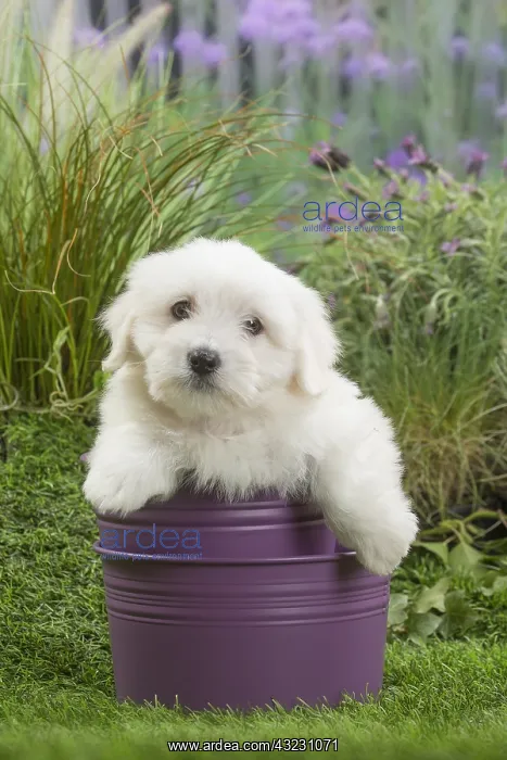 : Coton de Tulear Dog puppy : Coton de Tulear Dog puppy