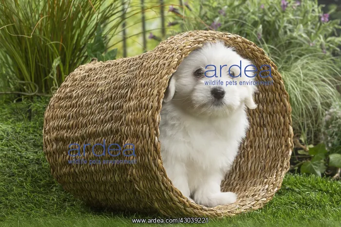  : Coton de Tulear Dog puppy in basket