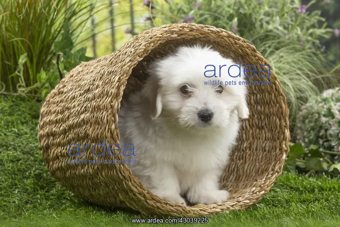  : Coton de Tulear Dog puppy in basket
