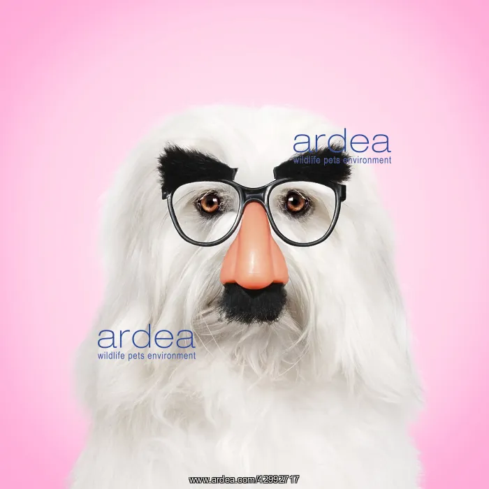  : Coton de Tulear Dog wearing false nose Groucho glasses