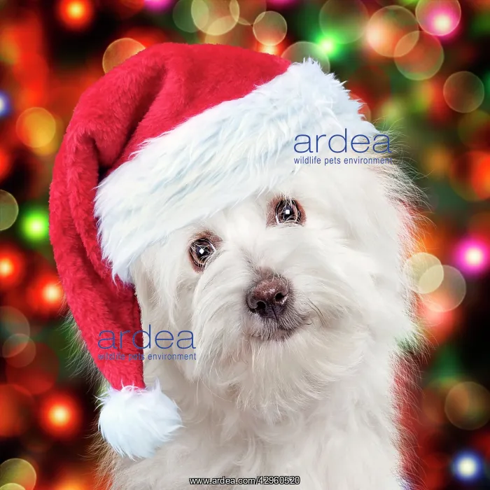  : Coton de Tulear dog wearing red Christmas Santa hat