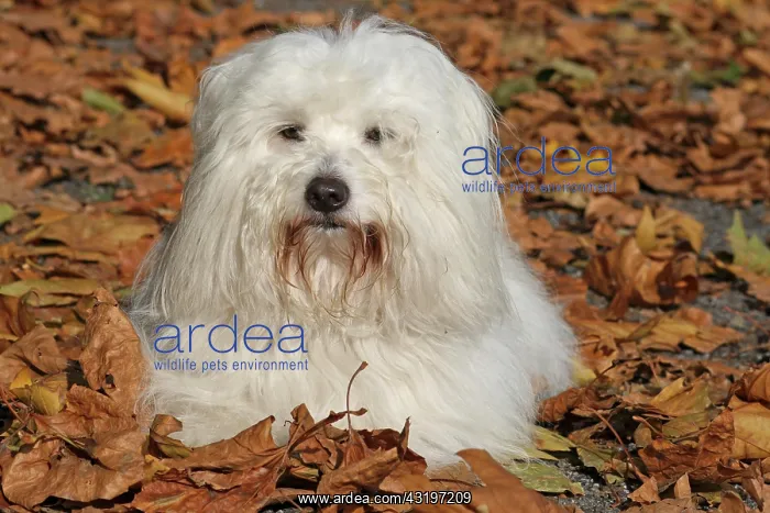 : Coton de Tulear lying in autumn leaves Coton de : Coton de Tulear lying in autumn leaves Coton de