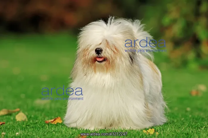 : Coton de Tulear in a meadow Coton de Tulear | Coton : Coton de Tulear in a meadow Coton de Tulear | Coton